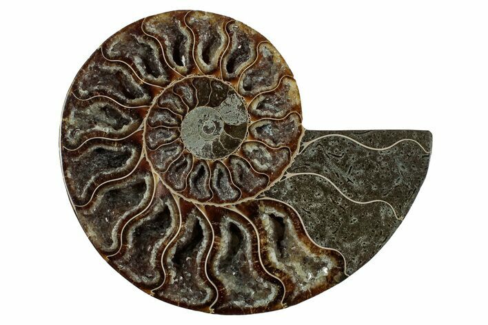 Cut & Polished Ammonite Fossil (Half) - Deep Crystal Pockets #344414